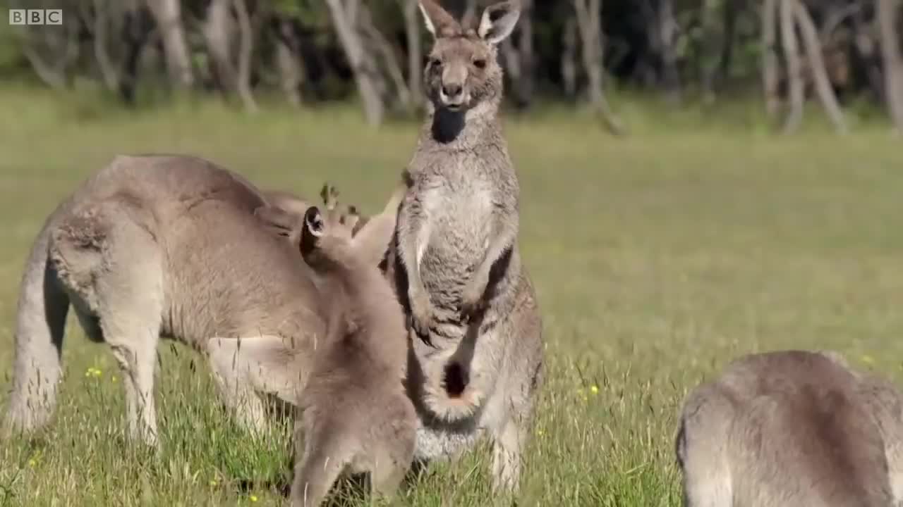Best of Australian Animals | Top 5 | BBC Earth