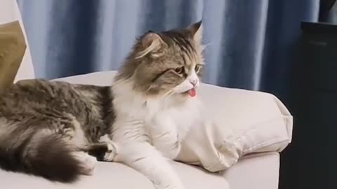 Cute cat resting comfortably on the sofa