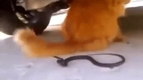 Snake attacks a cat 😯🤔