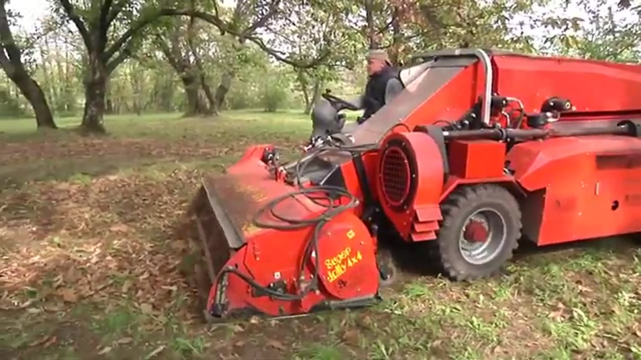 Chestnut harvesting machine Chestnut processing in factory Chestnut Flour and Chestnut cake