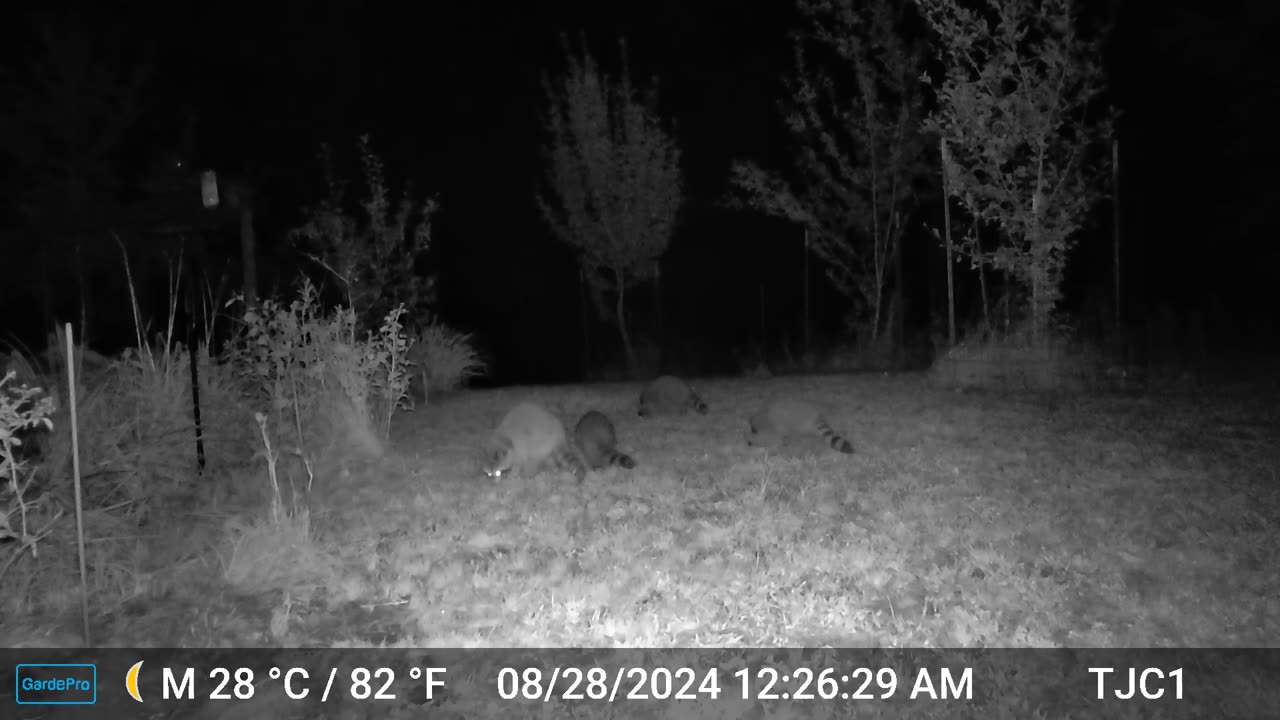 Playful Young Raccoons