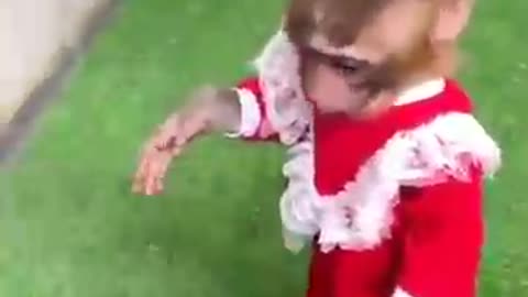 Monkey funny video.... Try not to laugh