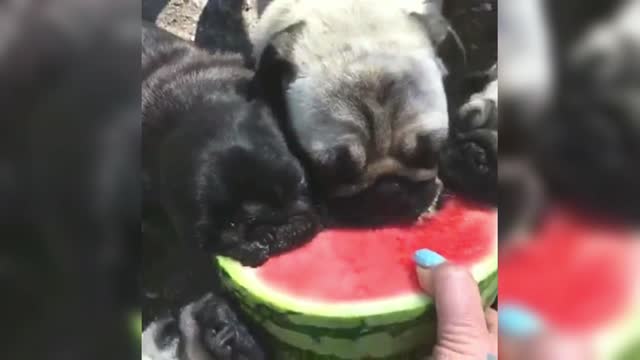 Pugs eat watermelon together, it's delicious