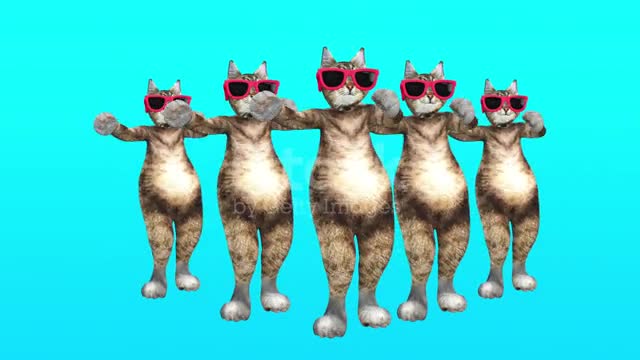 Very cute dancing cats|so funny cats dance