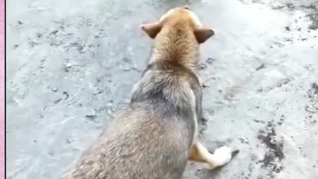 Chicken VS Dog