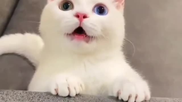 Say Hi To This Cute Cat | Kitten