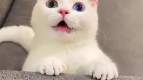 Say Hi To This Cute Cat | Kitten