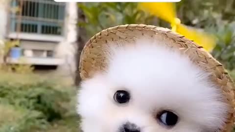 Cute Little Puppy Just Wants to Fly Away