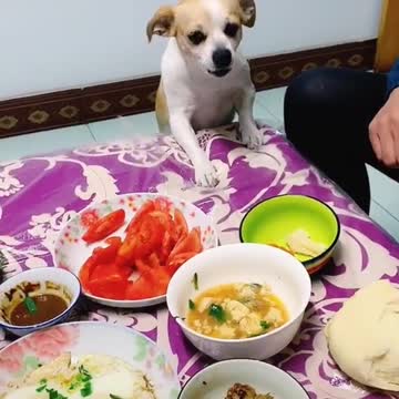 Cute Dog 🐕 and smart