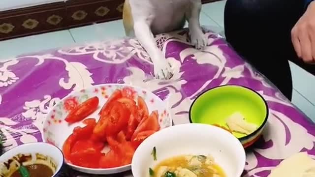 Cute Dog 🐕 and smart