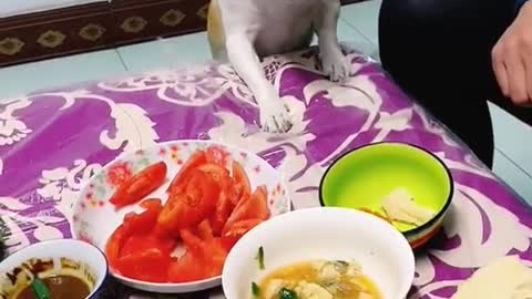 Cute Dog 🐕 and smart