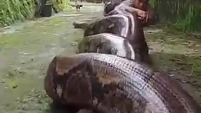 very big snake