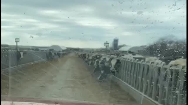 These cows are not out to pasture