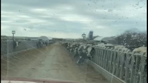 These cows are not out to pasture