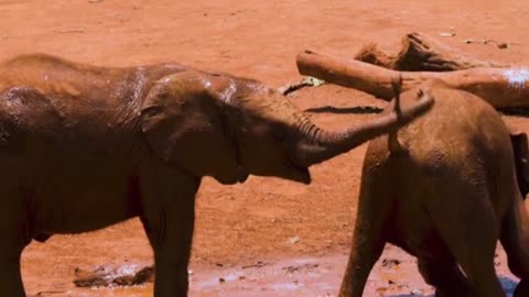 Elephants Swimming