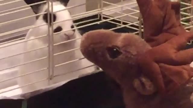 Rabbit and toy stare off