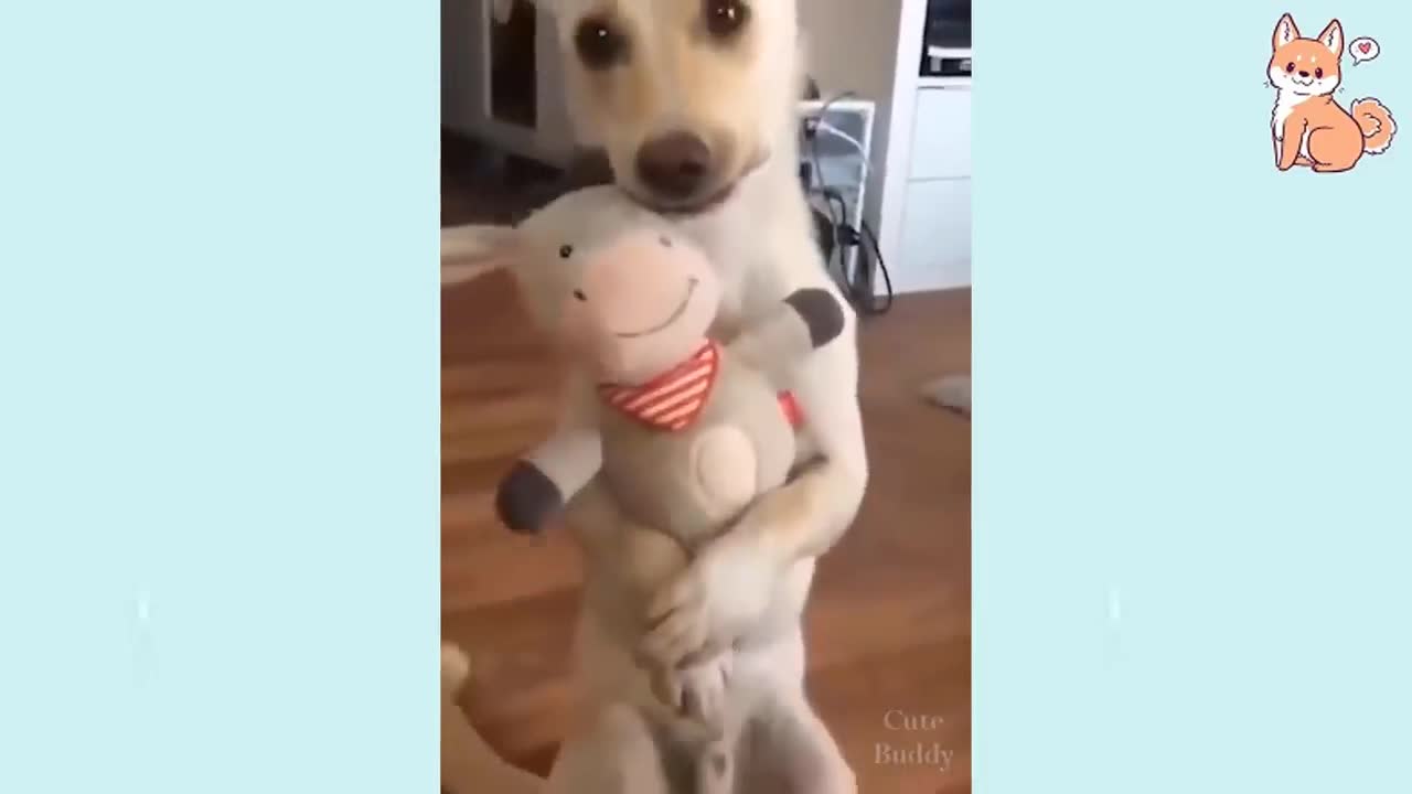 Cute & Funny Dog Fails & Wins