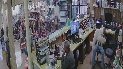 DOG & Ralph having a little fun at work