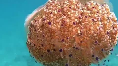 The jellyfish is a fried egg.