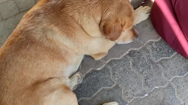 I found a lost dog who loves to sleep