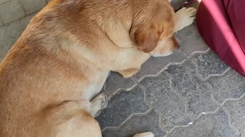 I found a lost dog who loves to sleep