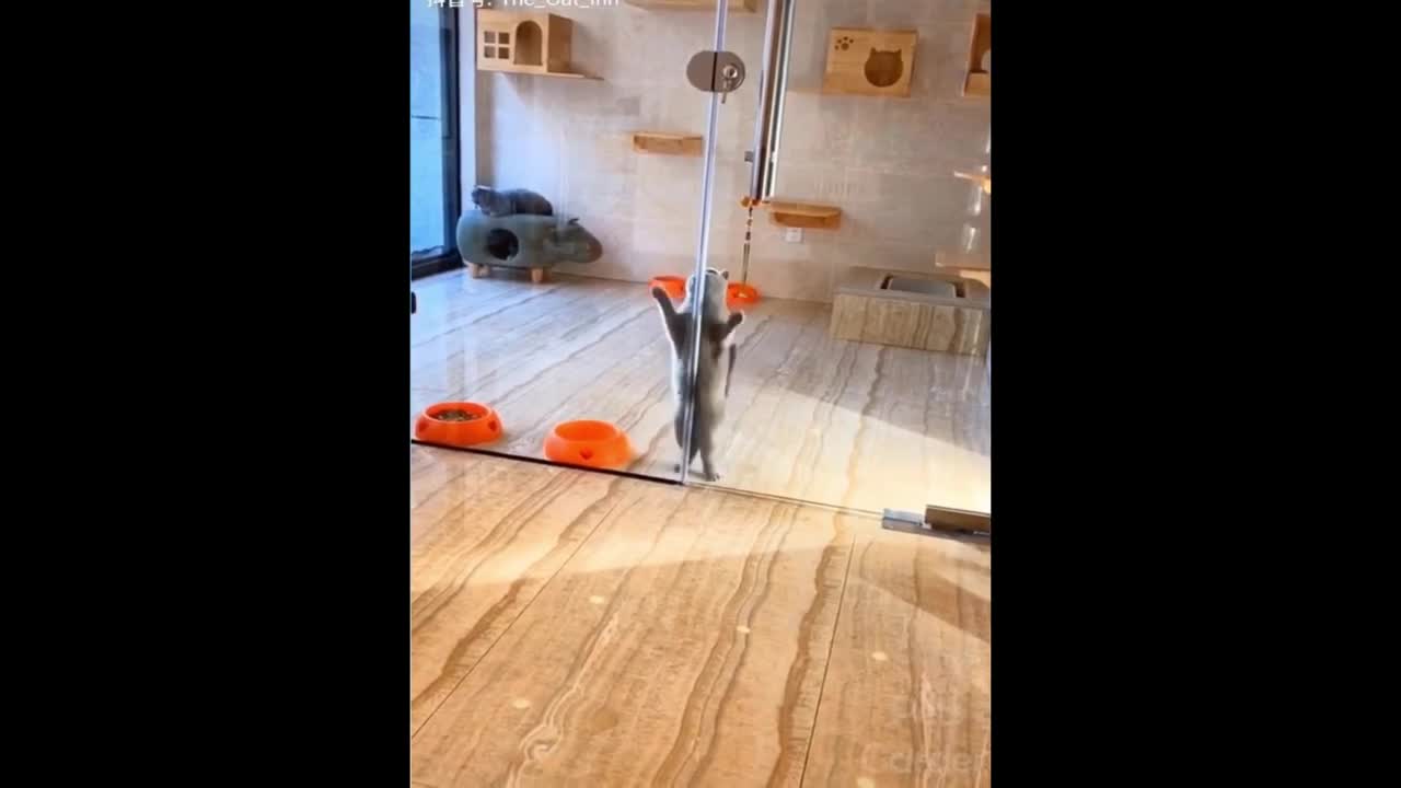 Funny Cat and Dog Videos Compilation 2022