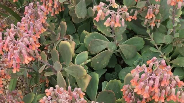 A Flowering Plant Outside The Fence