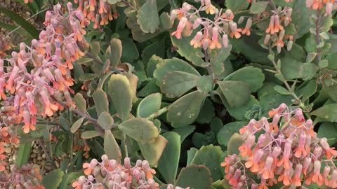 A Flowering Plant Outside The Fence