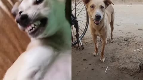 Very cute dog