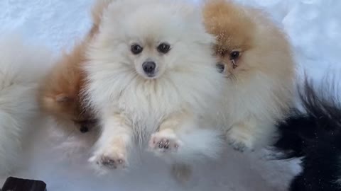 Fluff pups come a running!