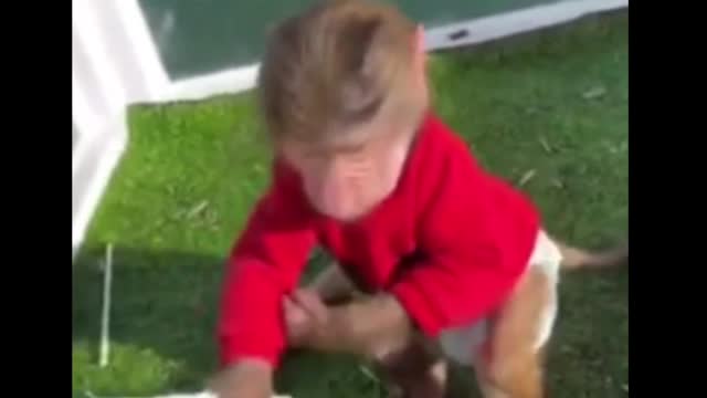 Short video monkey playing