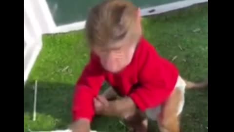 Short video monkey playing