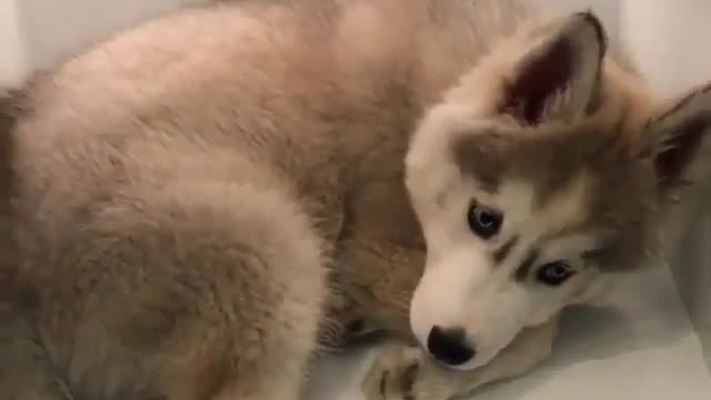 Dog who is afraid of heat goes into the refrigerator to cool down