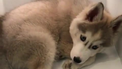 Dog who is afraid of heat goes into the refrigerator to cool down