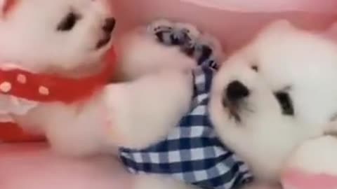 Cute adorable dog videos