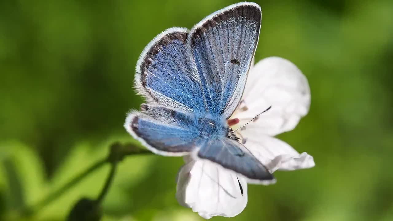 Greenish Blue Butterfly,Greenish Blue Butterfly video,Animal,Animal video