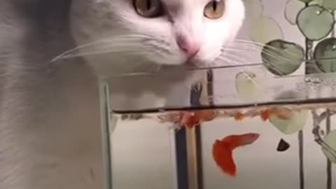 Water taste better when it's not in your bowl!