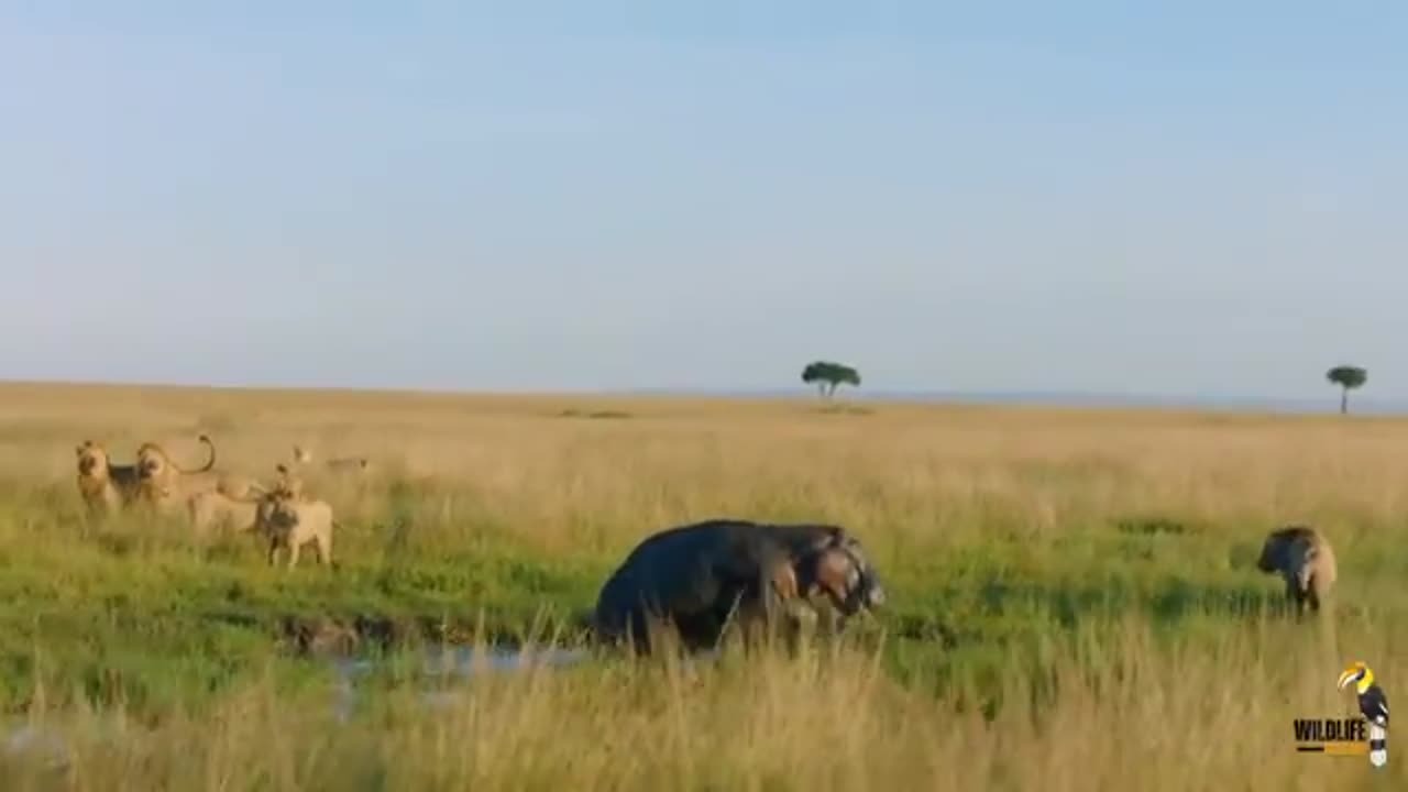 Lions attack animal