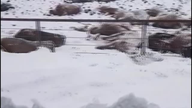 Extreme Cold Causes Tragedy for Cows