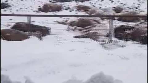 Extreme Cold Causes Tragedy for Cows