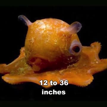 Flapjack Octopus