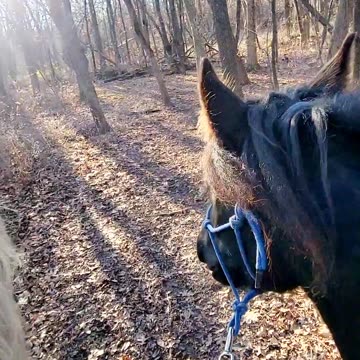 Relaxing trail ride with beautiful horses