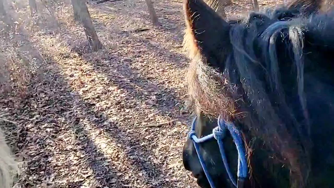 Relaxing trail ride with beautiful horses