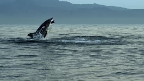 Big shark eating a small seal