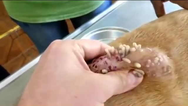 Botfly Larvae Removal on a Dog