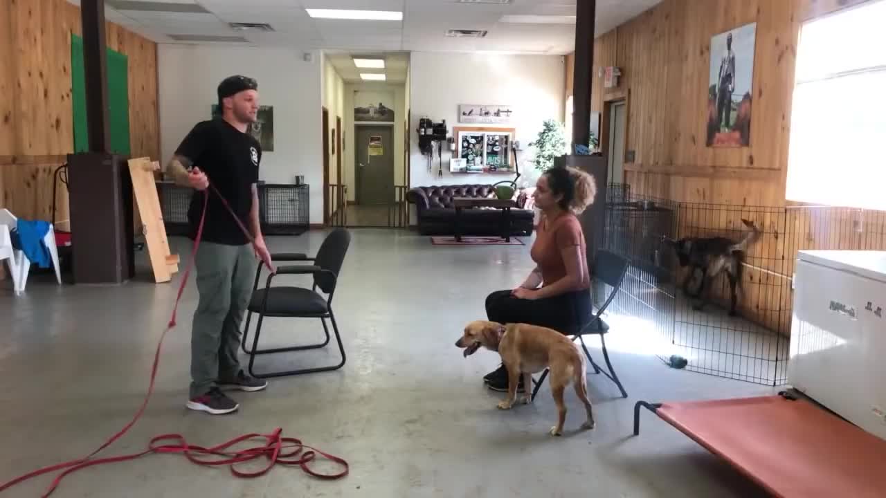 Leash reactive dog training - Dog reactivity training