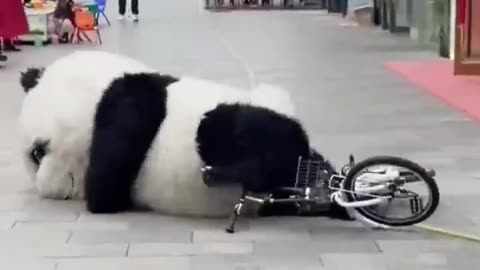 Cute panda ❤️ 🐼 #status #subscribe #trending #viral #shortsvideo #video #shorts #funny #share
