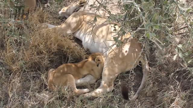 Cute Baby Lion Videos 😍 Baby Lions