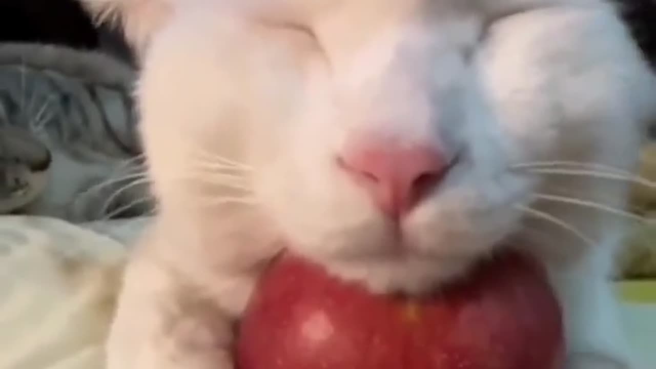 Cat like apples