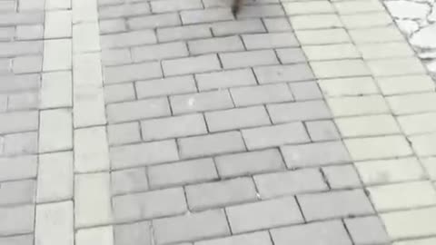 running puppy